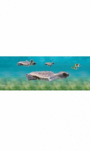 Baby Sea Turtle: separador lenticular