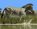 Zebras: separador lenticular