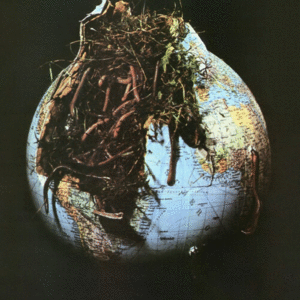 Drosselbart: Transparent Pink, Black & White Edition (LP)