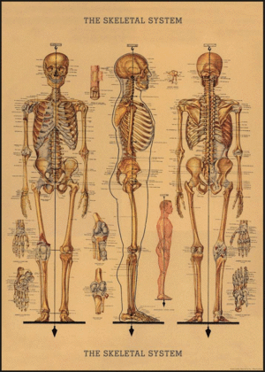 Skeletal System, The, Vintage Poster: papel decorativo