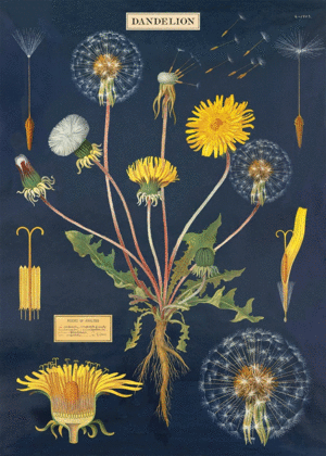 Dandelion, Vintage Poster: papel decorativo