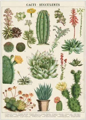 Cacti & Succulent, Vintage Poster: papel decorativo