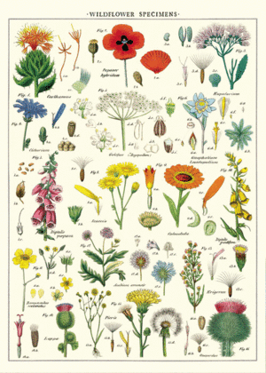 Wildflowers, Vintage Poster: papel decorativo