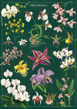 Orchid, Vintage Poster: papel decorativo