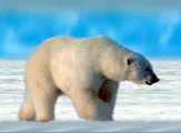 Polar Bear Family: separador lenticular