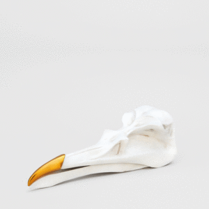 Bird Skull, Jewellery Keeper: guardian de joyas