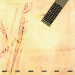 Signos: Crystal Clear Edition (LP)