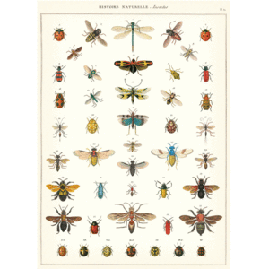 Natural History Insects, Vintage Poster: papel decorativo