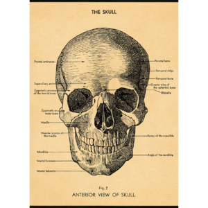 Skull, The, Vintage Poster: papel decorativo