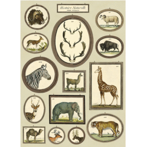 Natural History Animals, Vintage Poster: papel decorativo