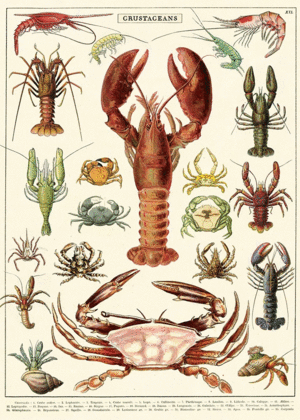 Crustaceans, Vintage Poster: papel decorativo