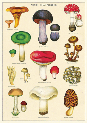 Fungi, Champignons, Vintage Poster: papel decorativo
