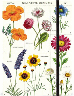 Wildflowers: libreta grande rayada