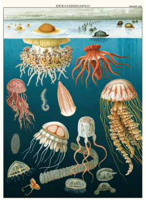 Jellyfish, Vintage Poster: papel decorativo