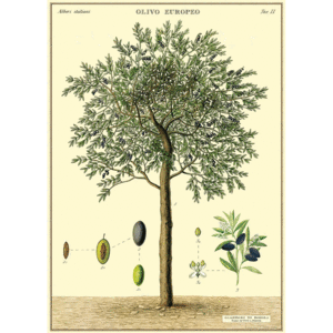 Olive Tree, Vintage Poster: papel decorativo