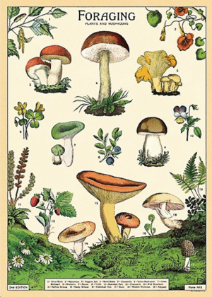 Foraging, Vintage Poster: papel decorativo