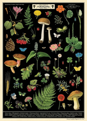 Field Guide To Foraging, Vintage Poster: papel decorativo