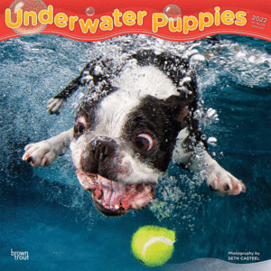Underwater Puppies: calendario 2022