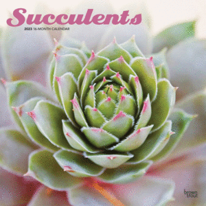 Succulents: calendario de pared 2023