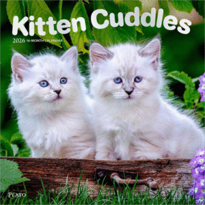 Kitten Cuddles, 16 Month: calendario de pared 2026