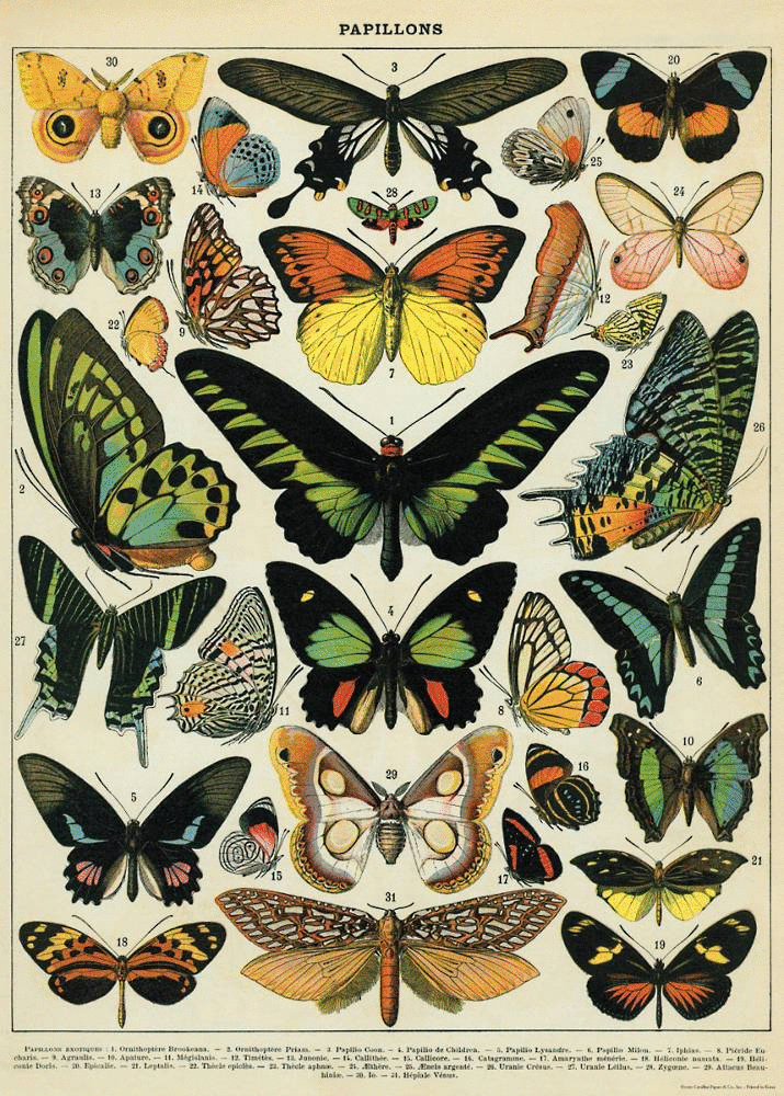 Cadres vintage papillons naturalisés | Selency